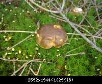 Pilz14