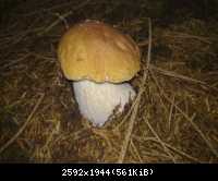 Pilz8