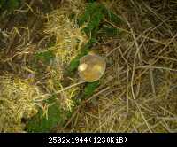 Pilz11