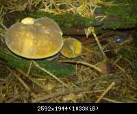 Pilz13