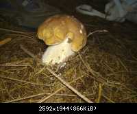 Pilz9