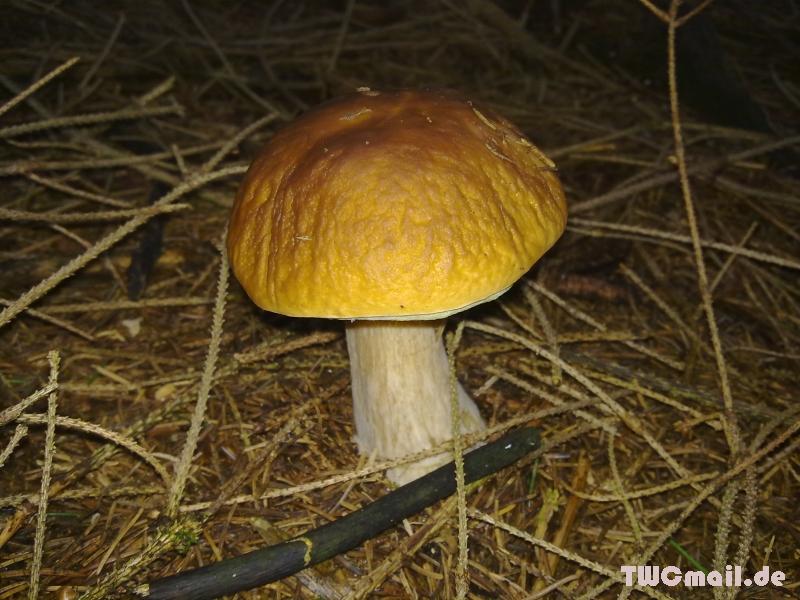 Pilz7