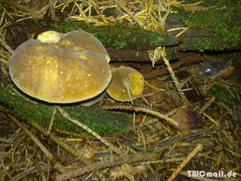 Pilz13