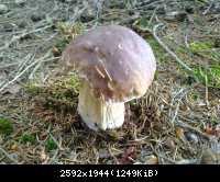 Pilz5