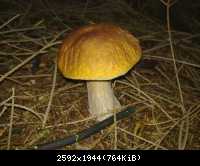 Pilz7