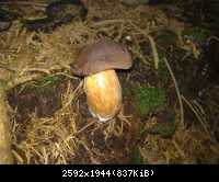 Pilz10