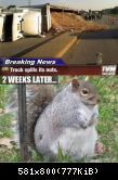Laster umgekippt: Eichhörnchen leidet an Fressucht